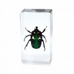 Resin Insect Amber Table Decoration Paperweight for Home Office Paperweight ST32 Series Craft