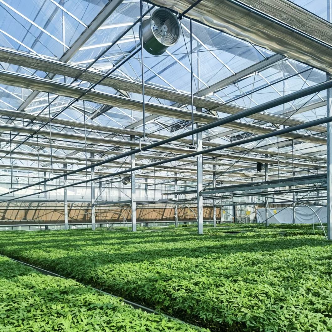 Single Layer Glass Greenhouse for Flower Cultivation
