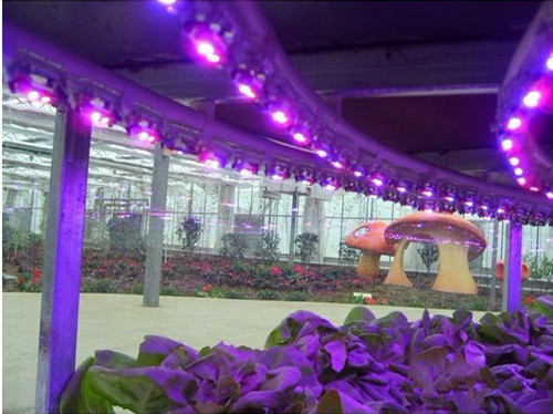 150W led grown light , high power and purity led plant light with 3years warranty Meanwell power supply CE RoHS