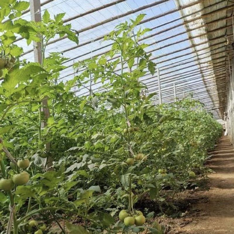 Vegetable Film Flower Planting Drip Irrigation Sunlight Greenhouse