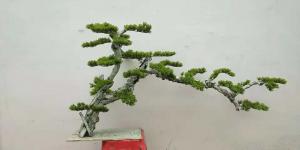 China Dajia 1m  Artificial Green Trees , Realistic Fake Bonsai Tree For Garden on sale 