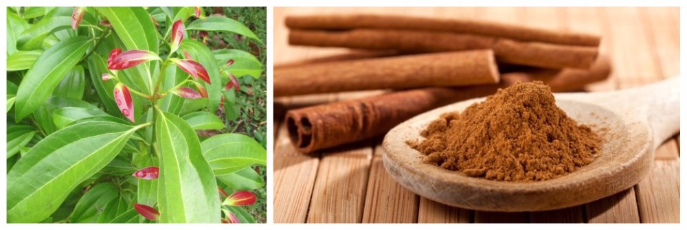 Cinnamon Extract cinnamon bark extract 10-30% Cinnamon Polyphenols