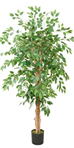 6ft Ficus