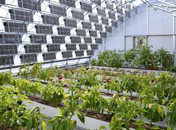 Multi-Span Arch Type Photovoltaic Greenhouses