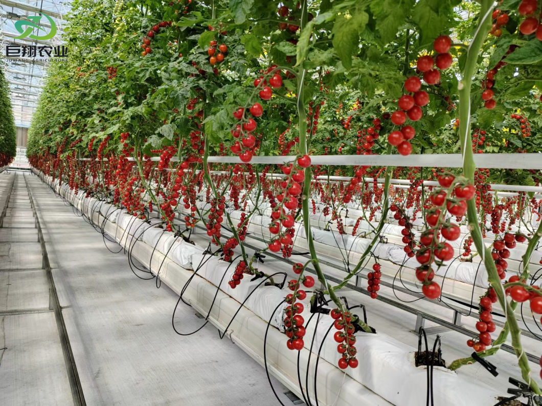 Best Selling Multi-Span Glass Greenhouse with Tomato Hydroponic Growing System