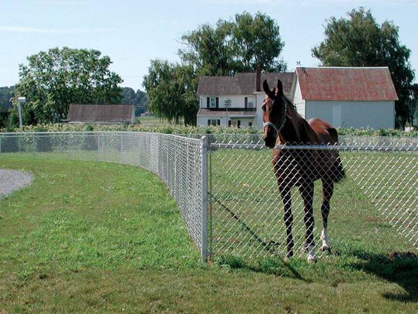 A horse is kept in a field enclosed by galvanized chain link fence.