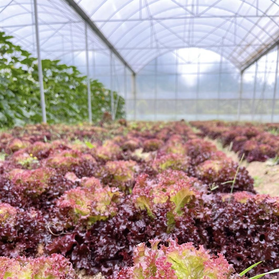 Multi-Span Greenhouse Efficient Hydroponics for Vegetable Production