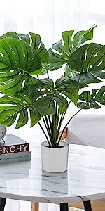 Monstera on Table