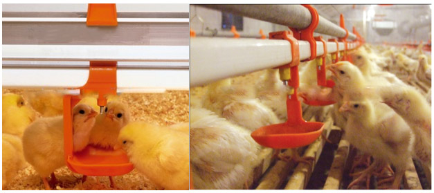 broiler nipple drinker Chicken broilers Drip Cups for poultry water drinking system Square Pipe