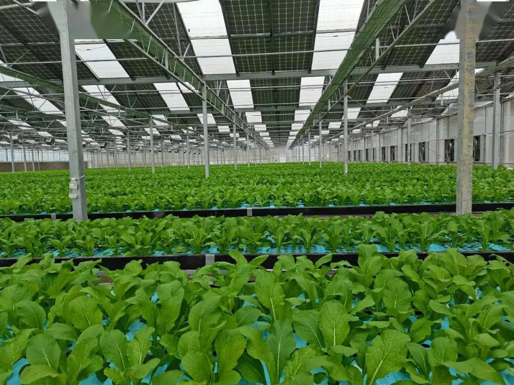 Multi-Span Arch Type Photovoltaic Greenhouses