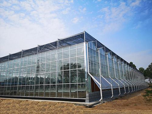 Advanced Vegetable Growing Sunlight Greenhouse System