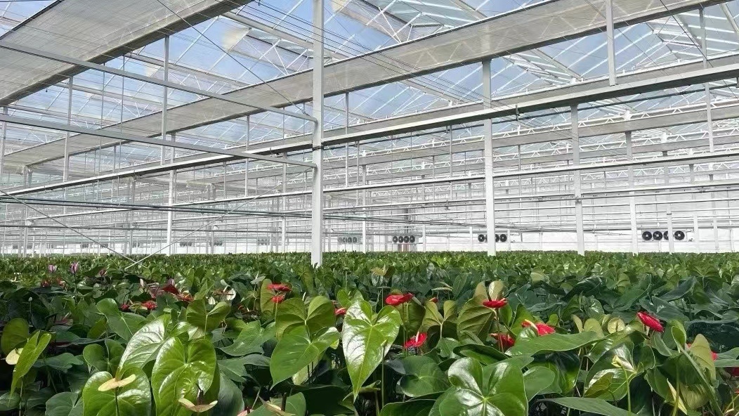 Venlo Glass Greenhouse Hydroponics System for Vegetables