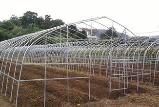 Single Span Steel Frame Tunnel Greenhouse With Plastic Covering 1