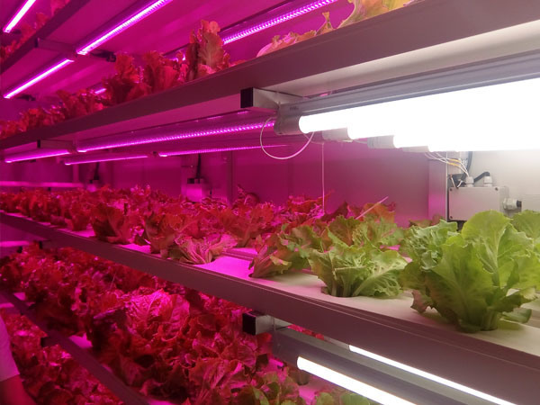 Juxiang OEM Living Vegetable Hydroponic Culture 100 Kg Daily Vegetable Growing Room Hydroponic Germination System Solar Energy