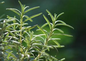 China Huile essentielle naturelle et pure de Rosemary des officinalis L de Rosmarinus on sale 