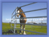 High Quality Cattle Fencing Panels (China direct factory wholesale prices)
