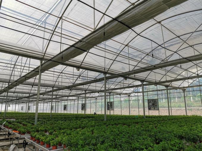 Large 5.3m Multi Span Greenhouse For Agriculture Planting 1