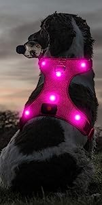 LED Dog Harness