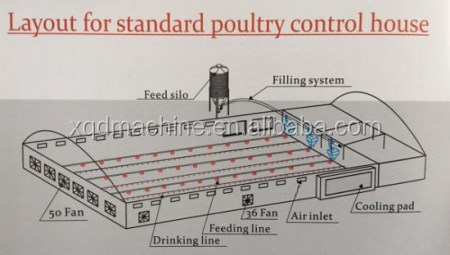 broiler feeding poultry automatic feeders