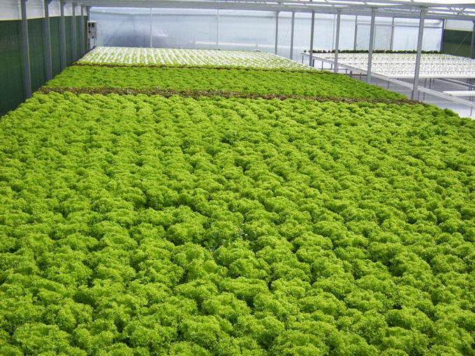 Vegetable Commercial Hydroponic Greenhouse / NFT Greenhouse Less Pests Diseases