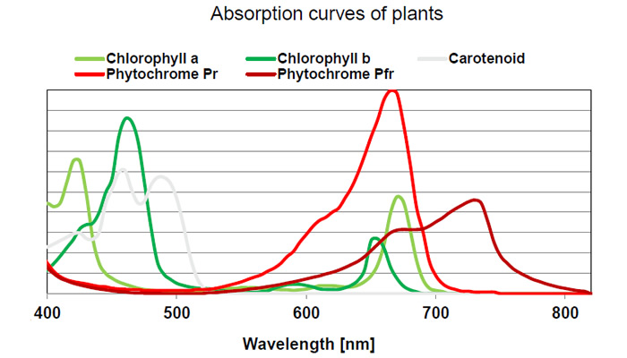 Plant Absorption
