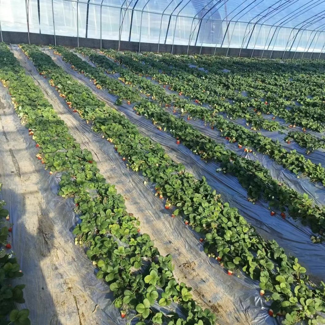 Cheap Multi-Span Hydroponic System Vegetables Flowers Farm Film