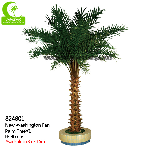 New washington palm tree