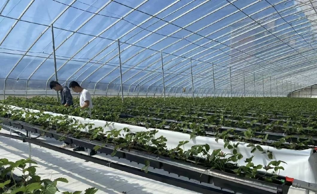 Sunlight Greenhouse Aquaculture Vegetable Production Seeding
