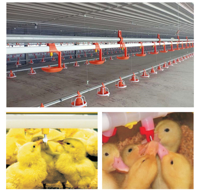 Poultry Automatic Chicken Drinking System Nipple Drinker Supplier 2