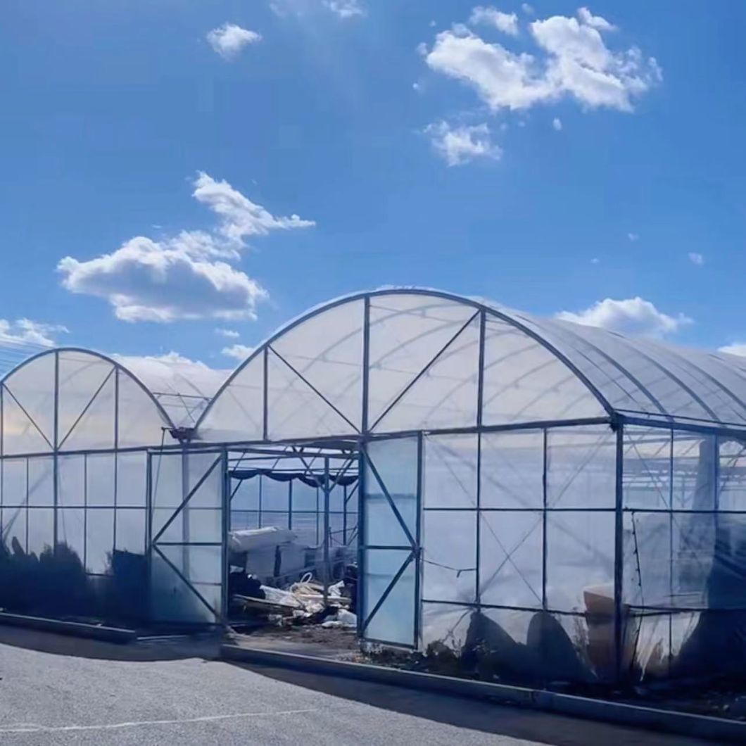 Multi-Span Film Greenhouse for Planting Flowers