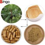 100% Natural Tongkat Ali Herbs Extract Powder Medicinal Herbal Tea In Bulk