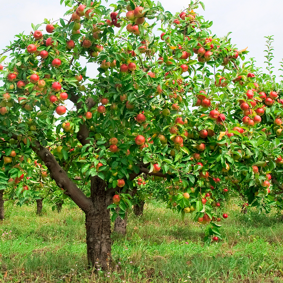 100% Natural Apple Root Extract Phloretin
