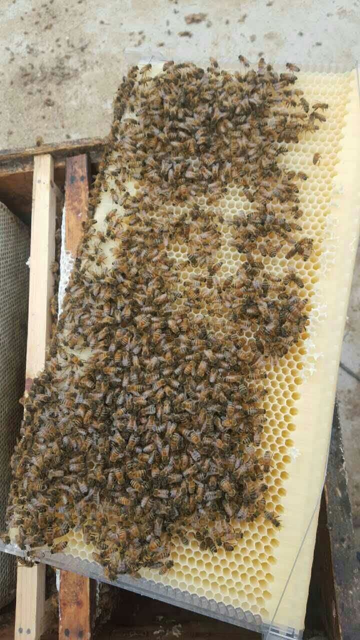 hive beehive beekeeping 7pcs