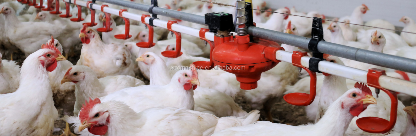 Automatic auto chicken quail poultry Nipple Drinker with drip cup 22mm square tube pipe poultry equipment