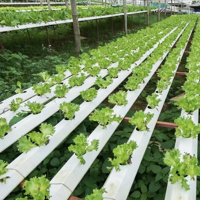 China Origin Multi Span Greenhouse with Shading