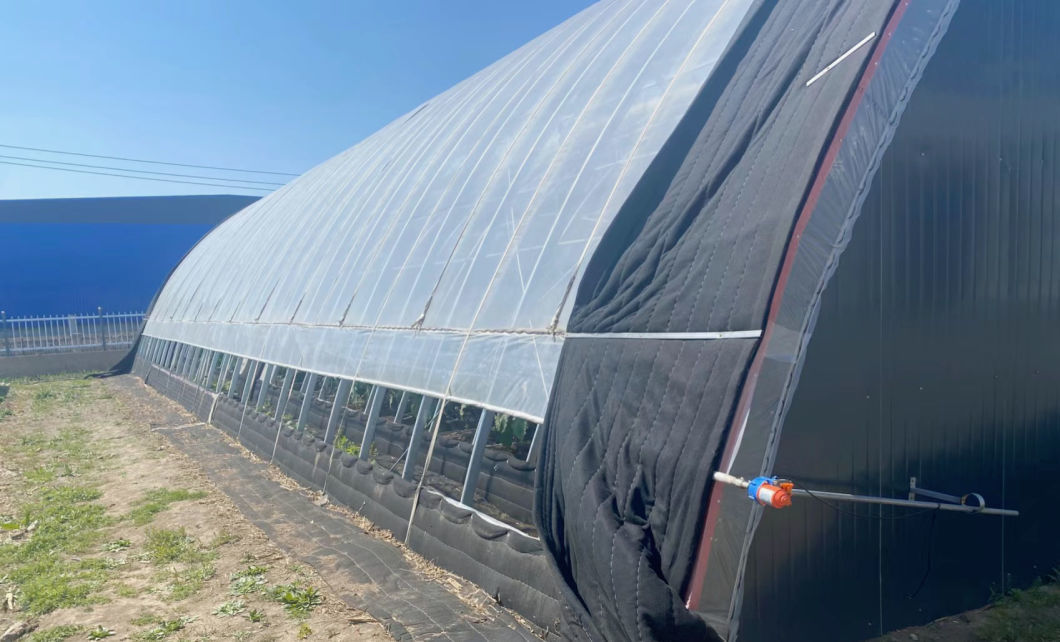 Hydroponics Sunlight Greenhouse Vegetable Production Seeding