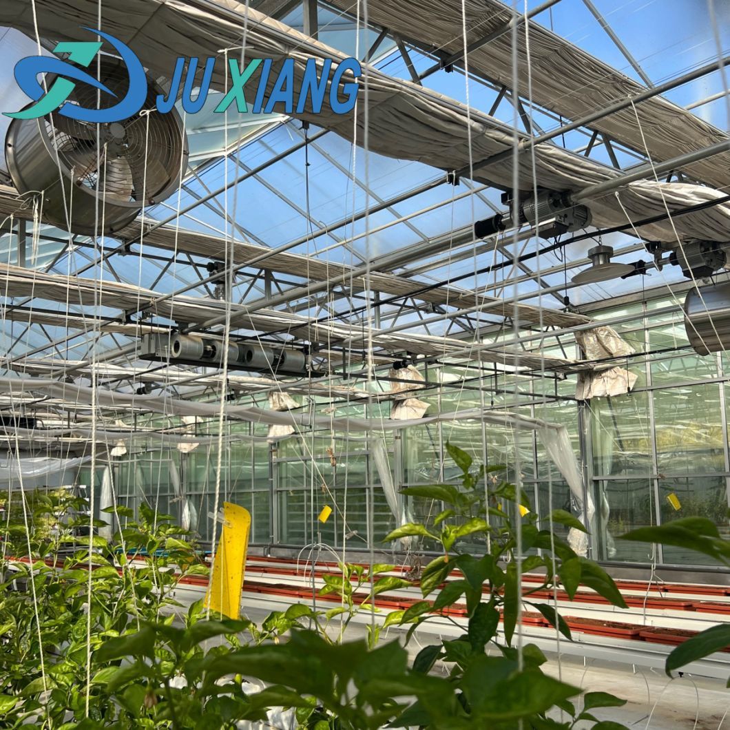 Venlo Tempered Glass Greenhouse with Hydroponics Growing System