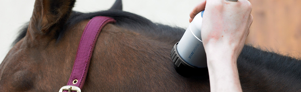 veterinary medical shock wave therapy equipment shockwave equine Equine Shock Wave Therapy machine