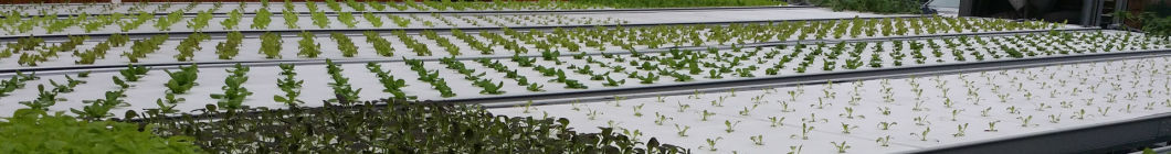 Multi-Span Controlled Humidity Glasshouse for Hydroponic Seedlings