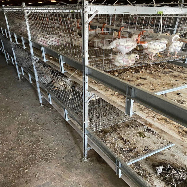 Baby Broiler Chicken Cage Farming Coop Animal Husbandry Equipment 0