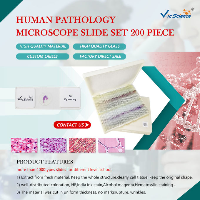 Anatomy Histology Prepared Pathology Microscope Slides 200 Pieces Odm Service