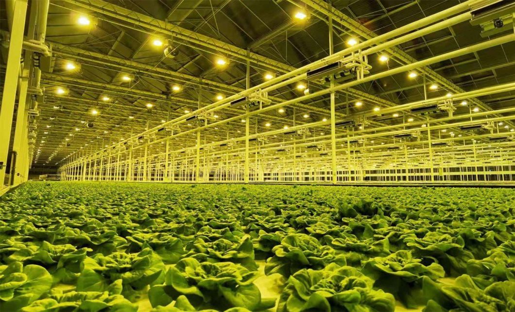 Water Sprayer Controlled Humidity Glasshouse