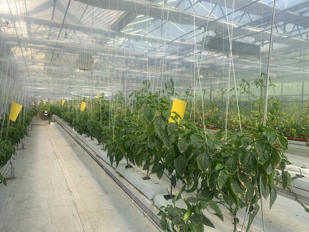 9.6m Film Greenhouse Soilless Cultivation for Maximum Yield