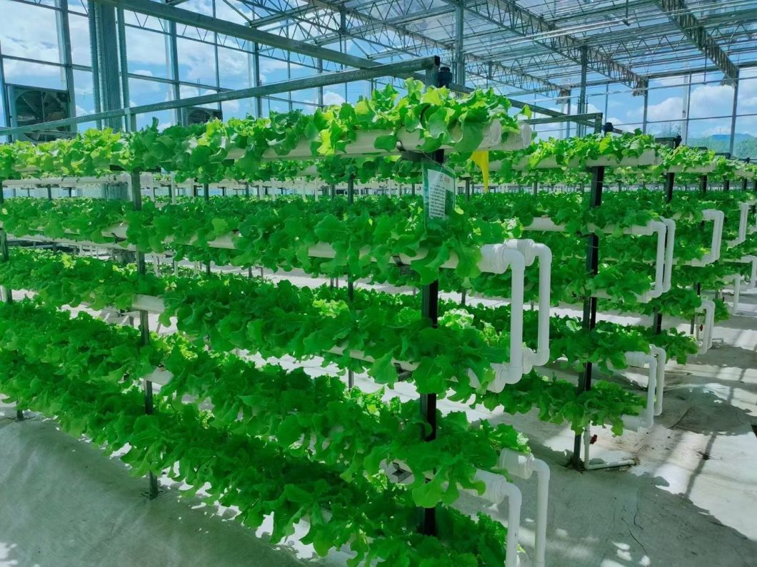 Customized Multi-Span Arch Type Film Agricultural Green House with PC for Planting