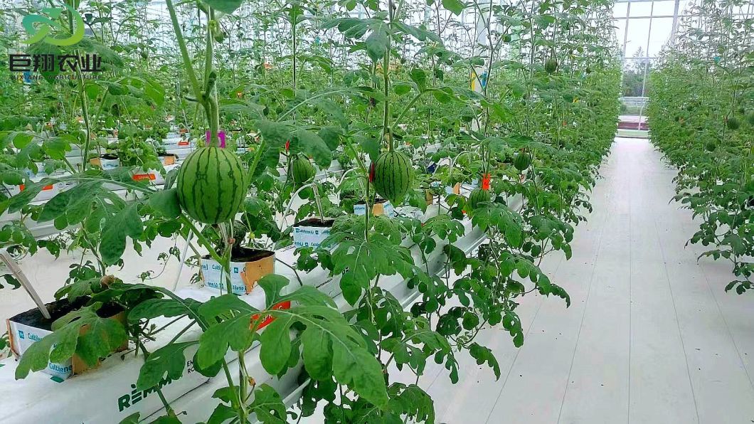 China Made Multispan Hydroponics Plastic Film Agricultural Greenhouse for Commercial Farm