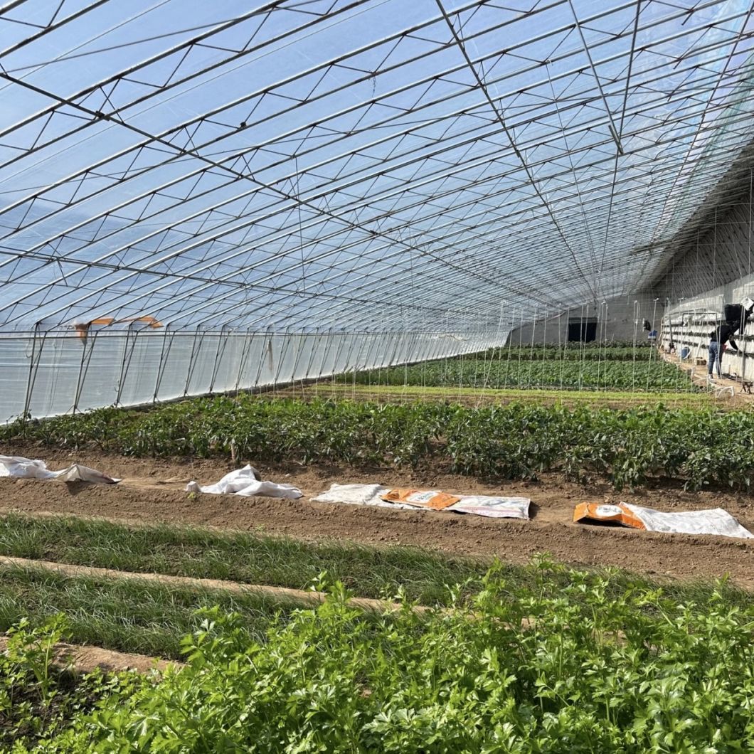 Vegetable Film Hydroponics Sunlight Greenhouse System