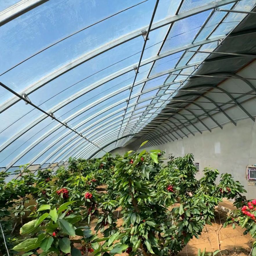 Sunlight-Enhanced Greenhouse for Tomato Cultivation