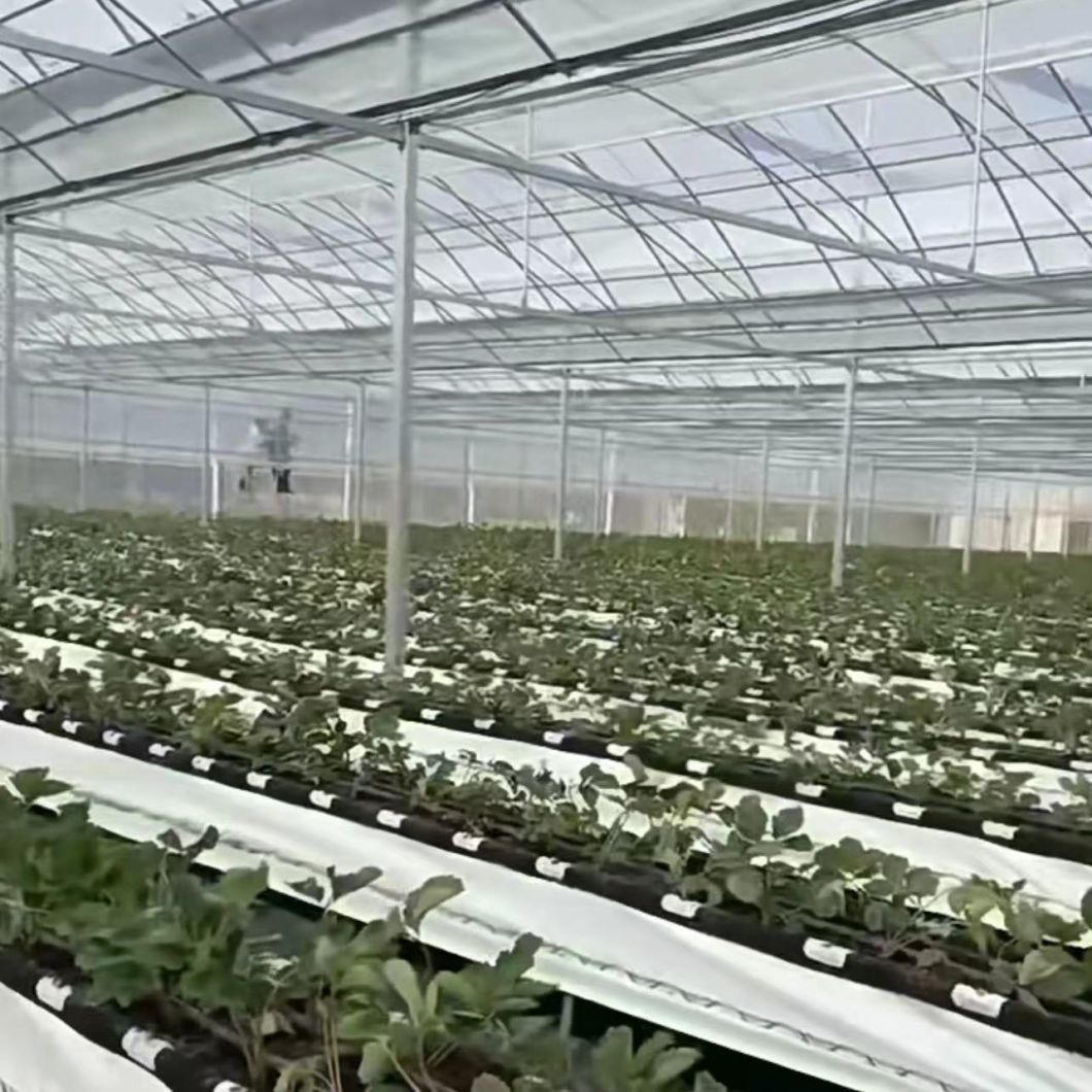 Film Greenhouse for Vegetable Production