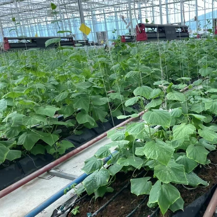 Film Greenhouse for Vegetable Production