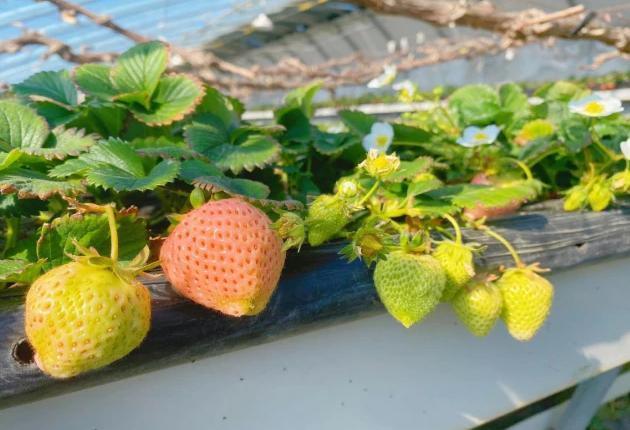 Juxiang&prime;s Commercial Sunlight Greenhouse for Strawberry Farming
